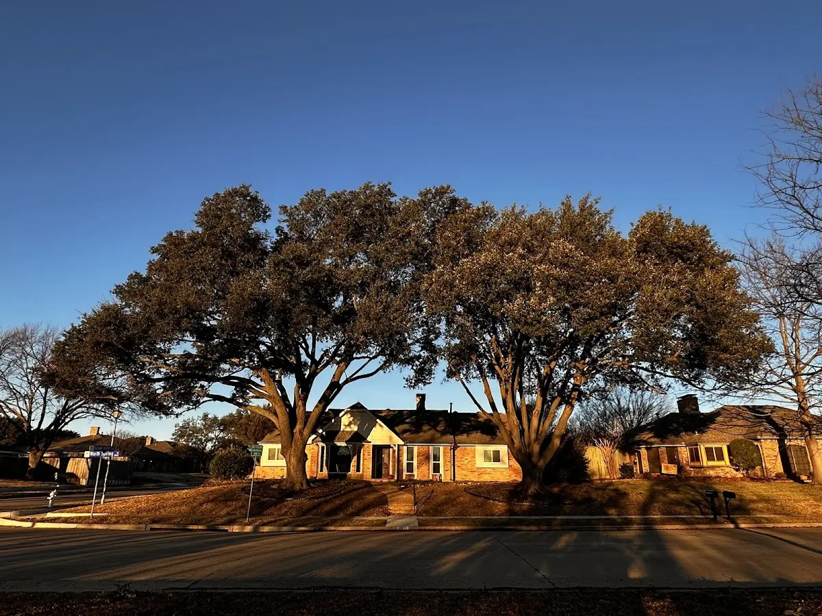 Established residential canopy tree shading a home in Coquille